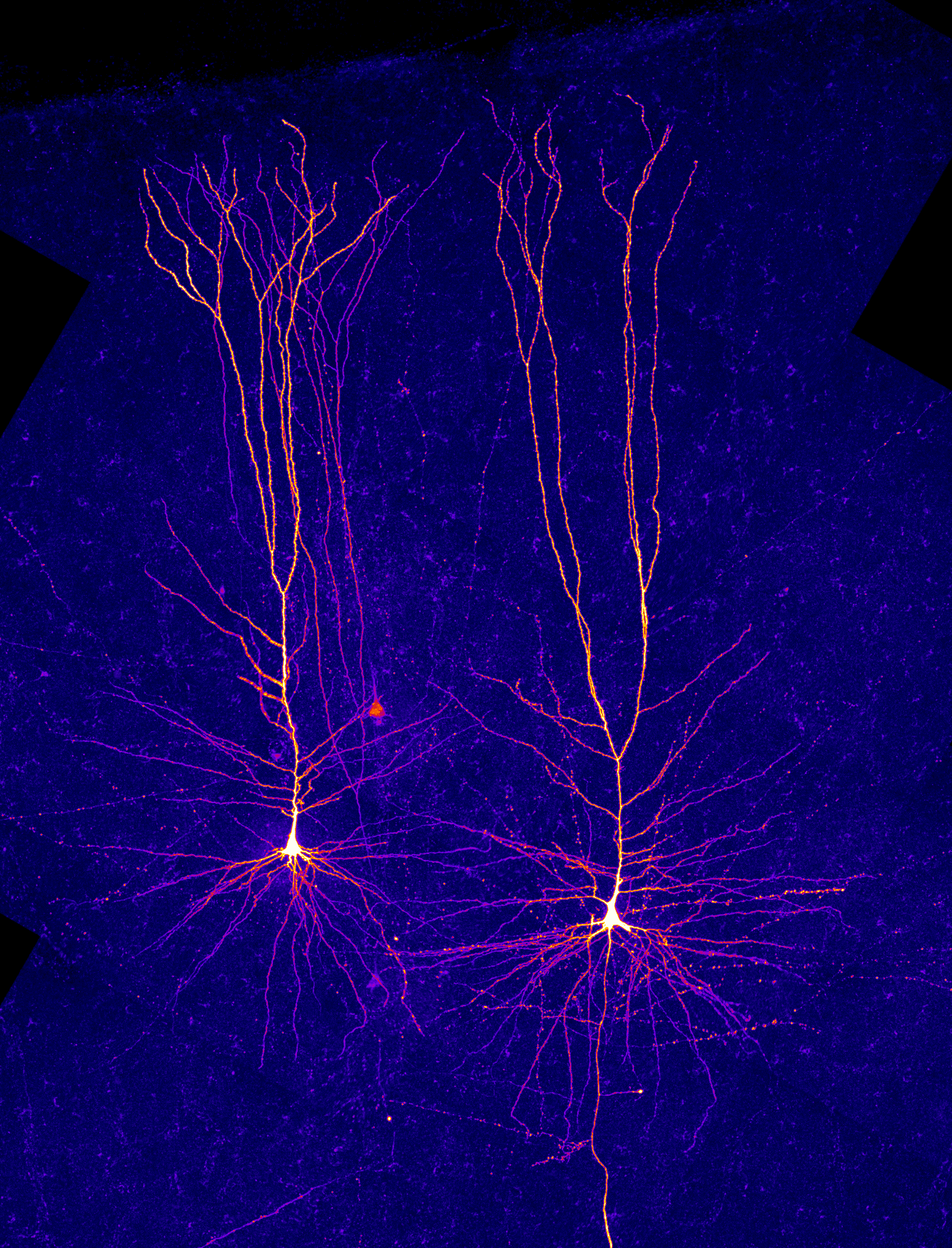 Scientists Uncover a Never-Before-Seen Type of Signal